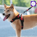 Arnês Ajustável com Coleira Reflexiva para Cães