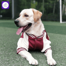 Jaqueta de inverno para cães pequenos e grandes – mantém seu pet aquecido em climas frios