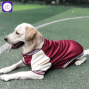 Jaqueta de inverno para cães pequenos e grandes – mantém seu pet aquecido em climas frios